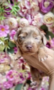 Isabella Dapple Female