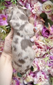 Isabella Dapple Female